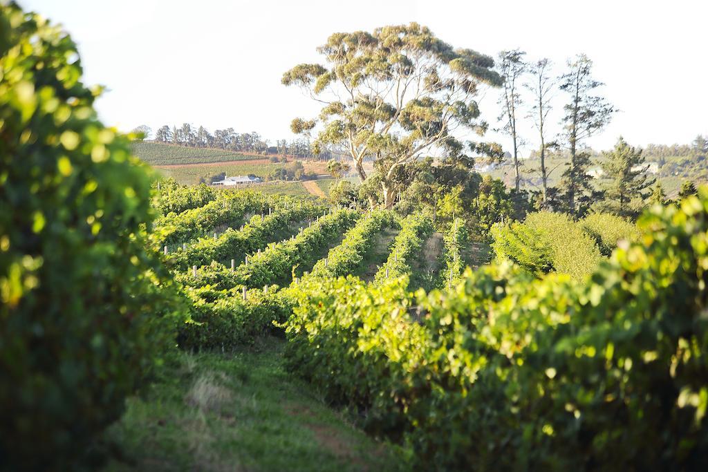 Brenaissance Wine & Stud Estate Ξενοδοχείο Στέλενμπος Εξωτερικό φωτογραφία